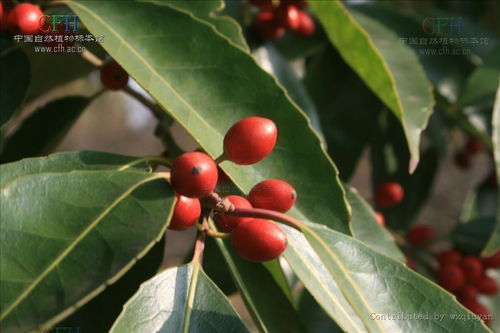 珊瑚篱、珊瑚冬青和法国冬青，它们是同一种植物吗？