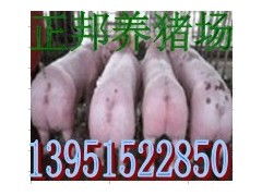 湖南郴州市有哪些大型养猪场？