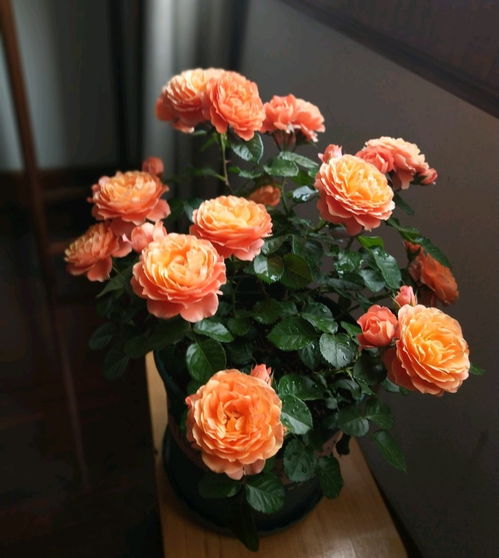 冥王星阳台月季：紫色梦幻，耐寒耐热