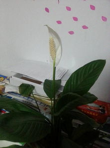 Flower wilting