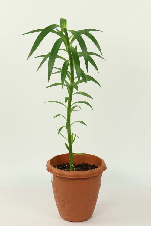 百合花扦插技巧大揭秘：快速生根，轻松繁殖！