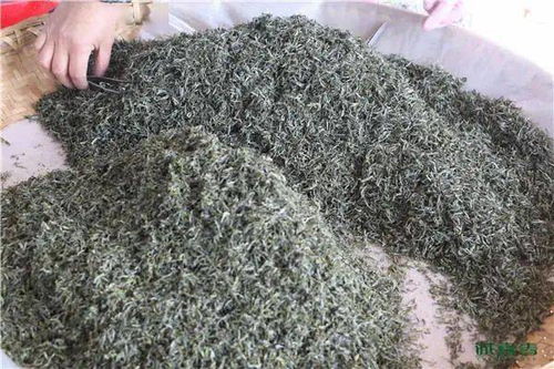 揭秘都匀毛尖茶价格：一斤多少钱？