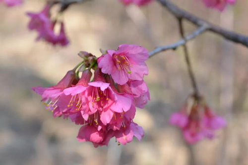 四季常青的绿化花卉：鸡冠花的耐堪