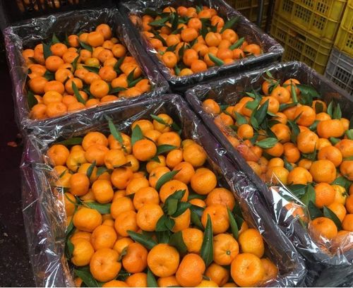 花卉保鲜新策略：柑橘类植物的贮藏技术揭秘