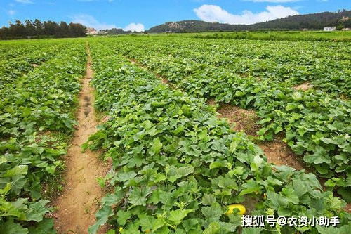 具体用量，得kan情况