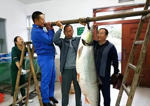 湖南张家界慈利县渔民靠养殖鳡鱼年入百万