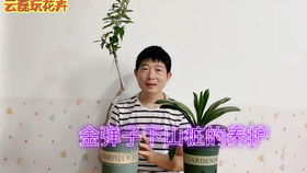 松树必须带树心土，根系周围的土壤含有根菌！