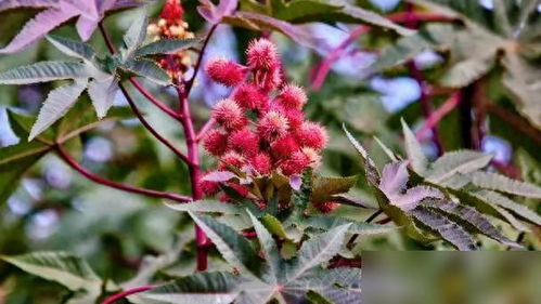 蓖麻种植全攻略：时机、差异与秘籍