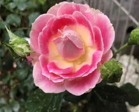 新手养月季，四大要点揭秘！