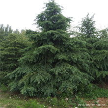 苗圃种植，专家建议先行