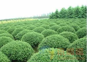 海桐球：神秘的绿绣球