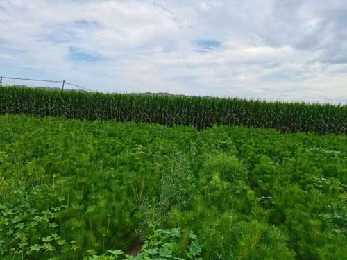 苗木迁移安置，这事儿得好好说说