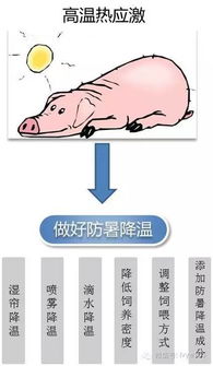 夏季养殖常见问题解答