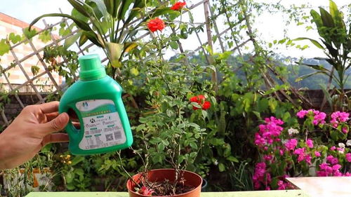 施肥，养出繁花似锦