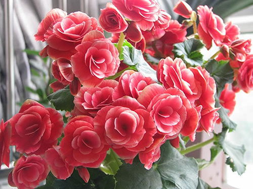 丽格海棠开完花后的修剪技巧