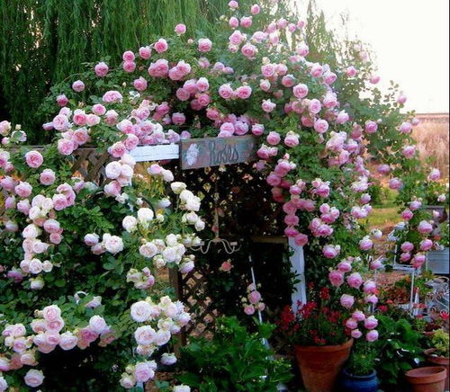 龙船花， 漂亮得像绣球