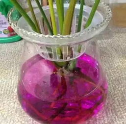 虹之玉水培方法中，如何避免根部腐烂和保持水质清洁