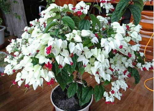 瓶插扶郎花，养护有技巧