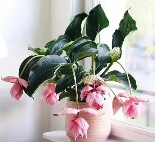 宝莲灯花落叶急救方法有哪些？宝莲灯花养护技巧有哪些