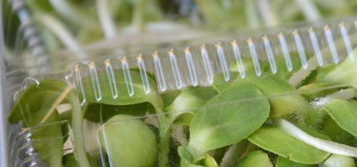 创新花卉栽培技术：高效大豆酸凝乳配方助力植物生长