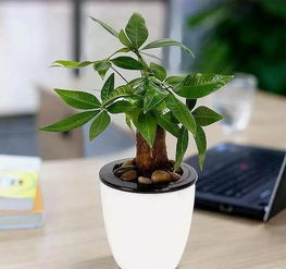 “发财树黄叶急救攻略，快速恢复绿意盎然！”