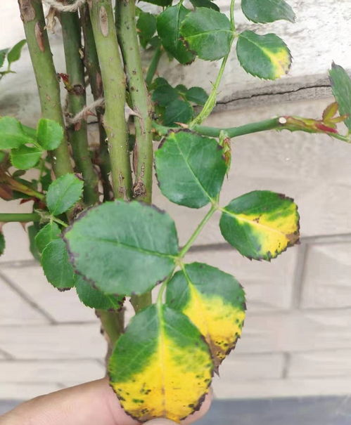 晒伤月季如何养护