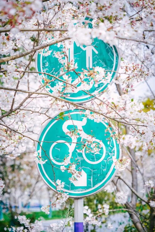 染井吉野樱：优雅的舞者