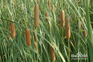 香蒲种植小记：园林中的清新使者