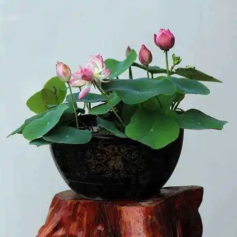 芙蓉花，又名荷花