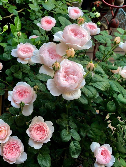 月季：春到秋的花海