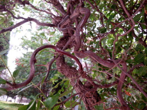 挑选蘖芽记住三点：