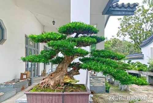 罗汉松怎么种植和养护才能使其长得旺盛且枝繁叶茂