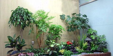 花卉的养护与管理