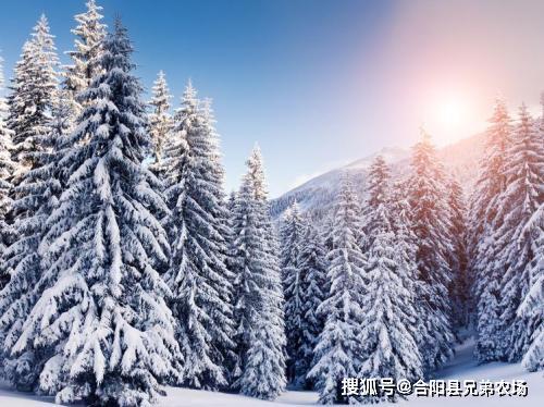 雪松的分布范围：穿越高山与平原的足迹