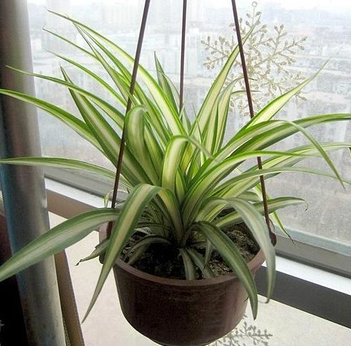 修剪要会算角度， 促发彩叶的黄金切割法