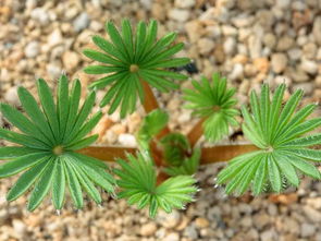 棕榈酢种植，土壤积水大作战！