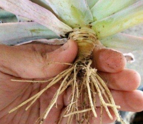 多肉换盆后用多菌灵泡根需要多长时间，泡完多菌灵后晾多久合适？