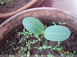 茶梓树播种全攻略：从种子到幼苗， 避开病虫害的困扰