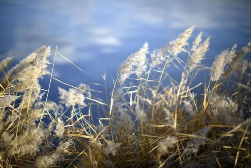 深入小径的宁静