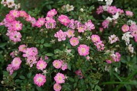 微型月季：小巧玲珑的花朵精灵