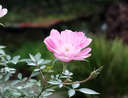 土壤：给花儿一个温暖的家