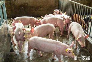 养猪场咬尾危机，应激与营养，究竟谁是真正的幕后推手？