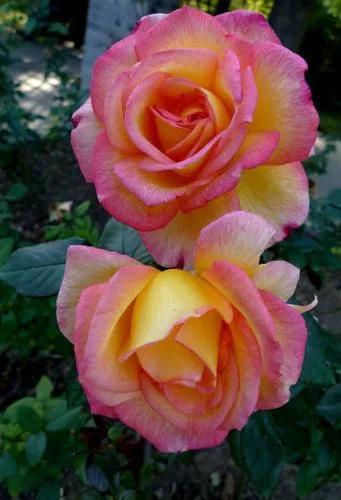 条纹月季之美：色彩与线条的激情碰撞