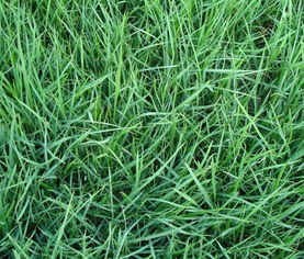 高羊茅越冬妙招