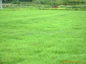 狗牙根：耐旱耐高温， 生命力旺盛