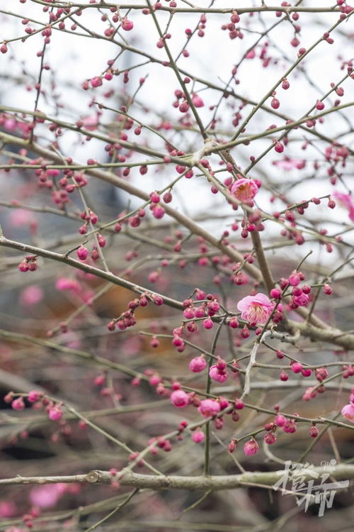 冬天的花，时间表上的小秘密
