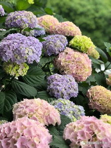 绣球：蓝雪绣球的冷艳舞姿