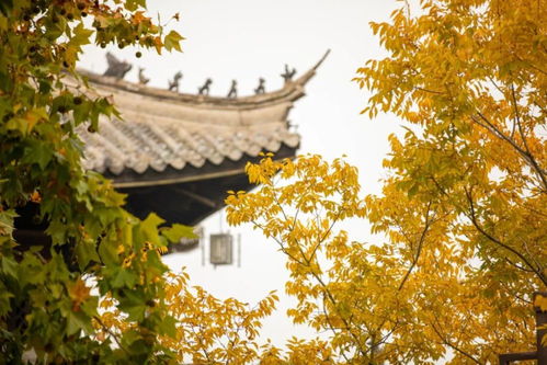 桂花在春夏秋冬各季节开放时间及特点有何不同