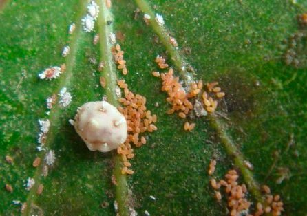 病原菌，那是个啥