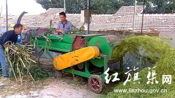 如何让玉米秸秆在青储过程中自然变黄，提高青储饲料的品质？